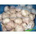 Best garlic price of 2014/Natural jinxiang garlic/Garlic price in China 2014